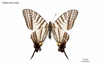 藏品(劍鳳蝶)的圖片